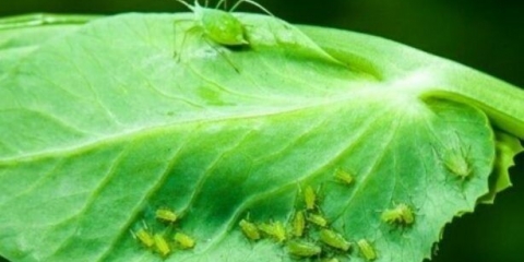 Lisne uši na grašku: kako se riješiti, kako obraditi, narodni lijekovi, posljedice, fotografija